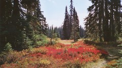 Landscapes Trees forests