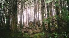 Landscapes Trees forests