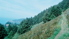 Landscapes Trees forests evergreens