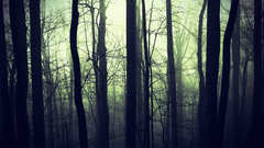 Landscapes Trees forests fog