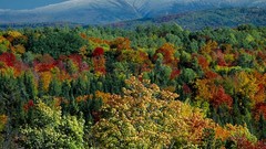 Landscapes Trees forests national