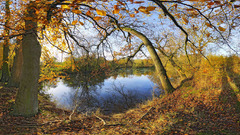 Landscapes Trees forests ponds