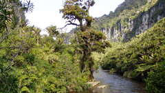 Landscapes Trees forests rivers