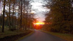 Landscapes Trees forests roads
