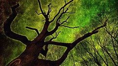 Landscapes Trees forests trippy