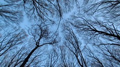 Landscapes Trees forests Ukraine