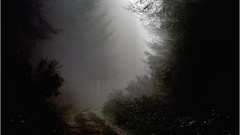 Landscapes Trees France Photographers mist forests artwork 