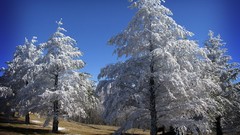 Landscapes Trees Frozen national geographic