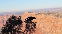 Landscapes Trees Grand Canyon silhouettes crows skies rock 
