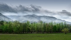 Landscapes Trees grass