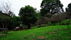 Landscapes Trees grass autumn Park