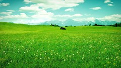 Landscapes Trees grass blue clouds Green vineyard widescreen 