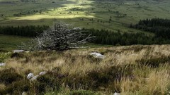 Landscapes Trees grass clouds shadows James Lapett
