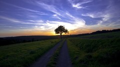 Landscapes Trees grass Green roads