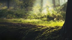 Landscapes Trees grass moss forests