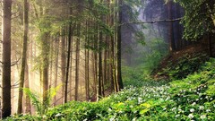 Landscapes Trees grass sun rays forests