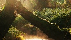 Landscapes Trees grass sunlight forests ponds