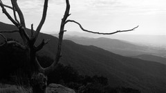 Landscapes Trees grayscale