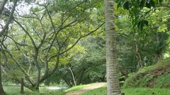 Landscapes Trees Green