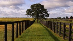 Landscapes Trees Green