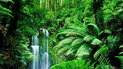 Landscapes Trees Green jungle forests Rainforest