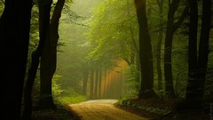Landscapes Trees Green roads national park forests mystic The 