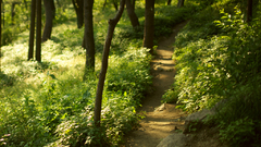 Landscapes Trees Green Trails