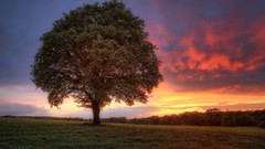 Landscapes Trees HDR Photography