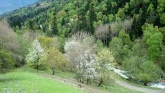 Landscapes Trees hills forests