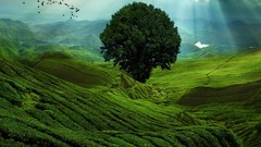 Landscapes Trees hills sunlight