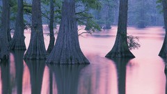 Landscapes Trees horseshoe cypress illinois