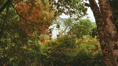 Landscapes Trees houses forests