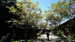 Landscapes Trees houses paths sunlight