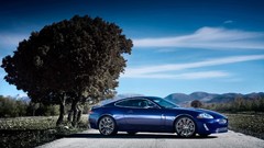 Landscapes Trees jaguar