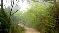 Landscapes Trees Japan