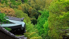 Landscapes Trees Japan