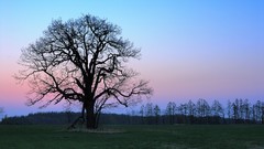 Landscapes Trees Japan
