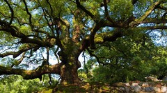 Landscapes Trees Japan forests