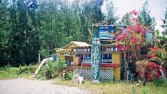 Landscapes Trees Japan forests