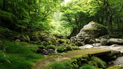 Landscapes Trees Japan moss rocks path