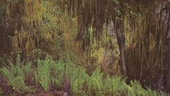 Landscapes Trees jungle bushes