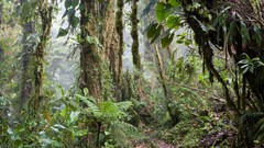 Landscapes Trees jungle forests