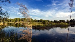 Landscapes Trees lakes reflections