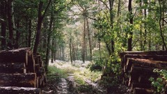 Landscapes Trees logs Trails forests