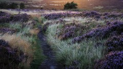 Landscapes Trees meadows paths