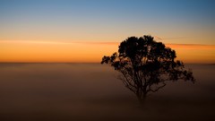 Landscapes Trees mist