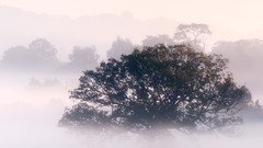 Landscapes Trees mist