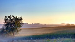 Landscapes Trees mist