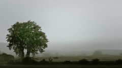 Landscapes Trees mist