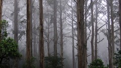 Landscapes Trees mist forests